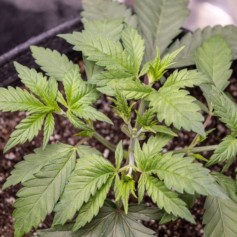 California Orange Bud growlog photo: 1st trimming. Lots of new stems forming after FIM