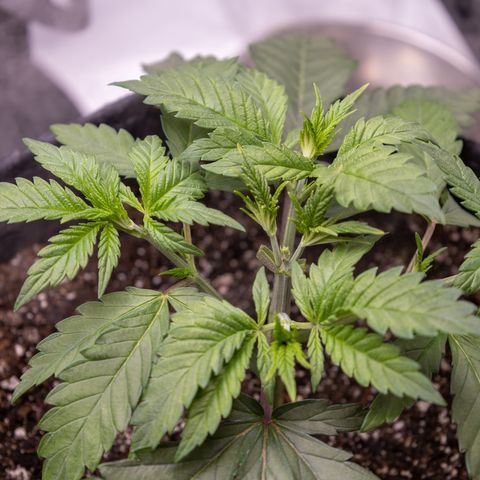 California Orange Bud growlog photo: 1st trimming. Lots of new stems forming after FIM