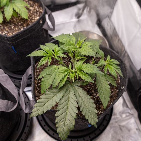 California Orange Bud growlog photo: 1st trimming. Lots of new stems forming after FIM