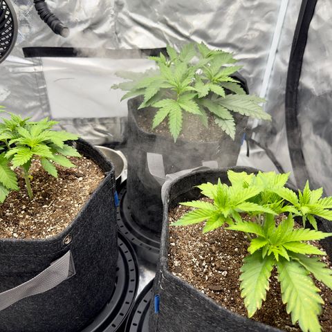 California Orange Bud growlog timeline photo