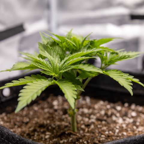 California Orange Bud growlog timeline photo