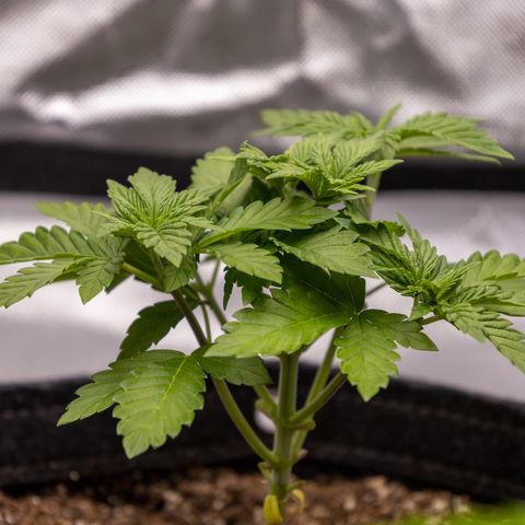 California Orange Bud growlog timeline photo