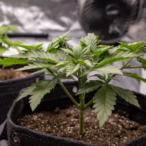 California Orange Bud growlog timeline photo