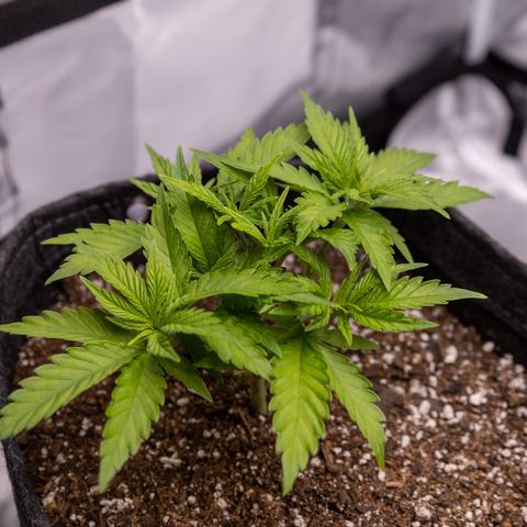 California Orange Bud growlog timeline photo