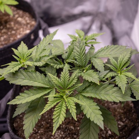 California Orange Bud growlog timeline photo