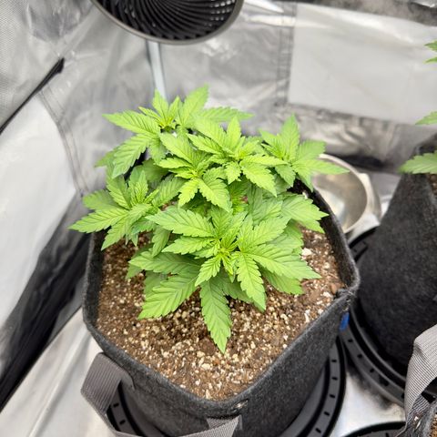 California Orange Bud growlog photo: One plant showing signs of mag def. Added cal - mag yesterday hopefully it looks better in a few days. Otherwise all 3 looking pretty good