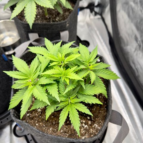 California Orange Bud growlog photo: One plant showing signs of mag def. Added cal - mag yesterday hopefully it looks better in a few days. Otherwise all 3 looking pretty good