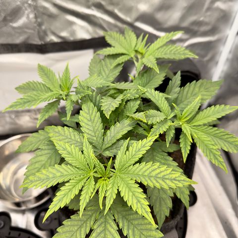 California Orange Bud growlog photo: One plant showing signs of mag def. Added cal - mag yesterday hopefully it looks better in a few days. Otherwise all 3 looking pretty good