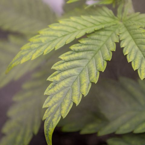 California Orange Bud growlog photo: Still possible mag deficiency