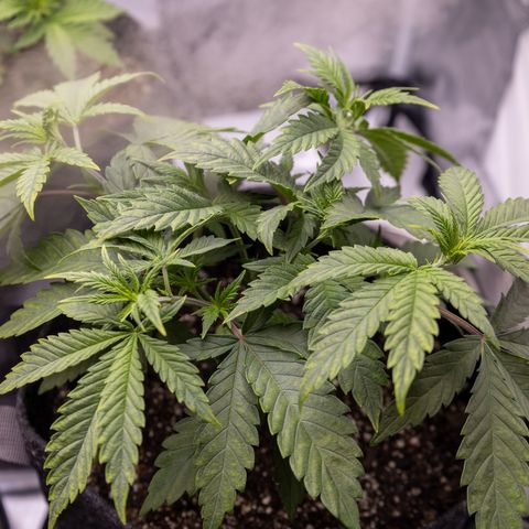 California Orange Bud growlog photo: Still possible mag deficiency