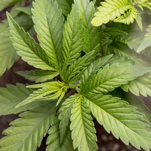 California Orange Bud growlog photo: Still possible mag deficiency