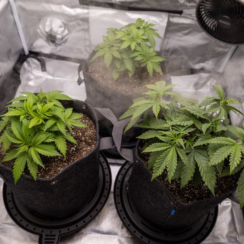 California Orange Bud growlog photo: Still possible mag deficiency