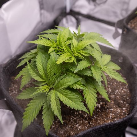 California Orange Bud growlog photo: Still possible mag deficiency