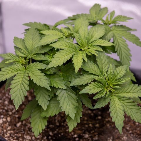 California Orange Bud growlog photo: Still possible mag deficiency