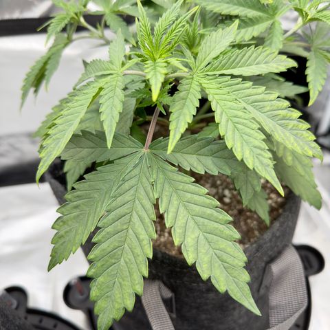 California Orange Bud growlog photo: Leaves starting to look much better after adding cal-mag