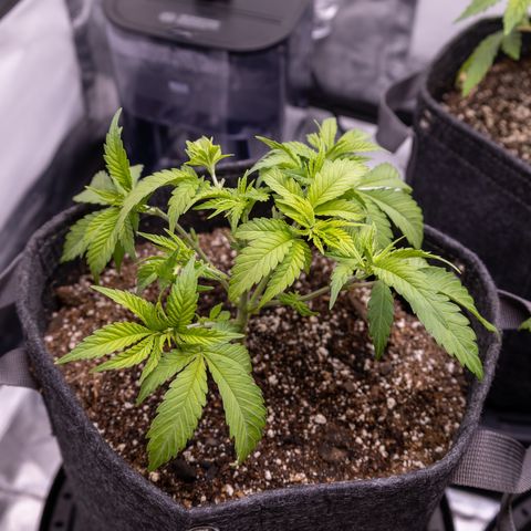 California Orange Bud growlog photo: After light defoliation