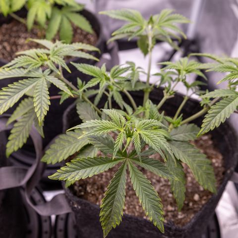 California Orange Bud growlog photo: After light defoliation