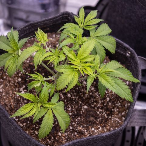 California Orange Bud growlog photo: After light defoliation