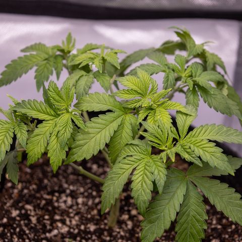 California Orange Bud growlog photo: After light defoliation