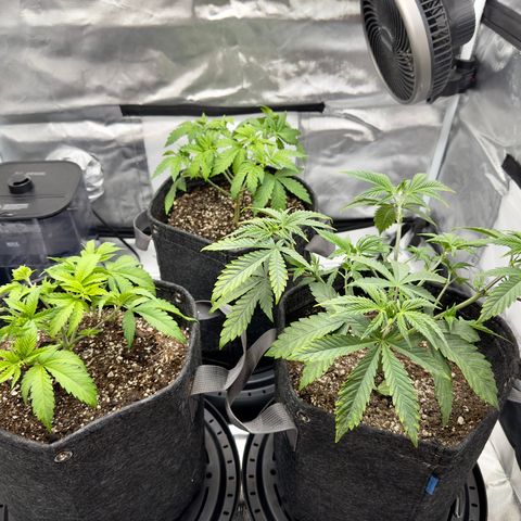California Orange Bud growlog photo: After light defoliation