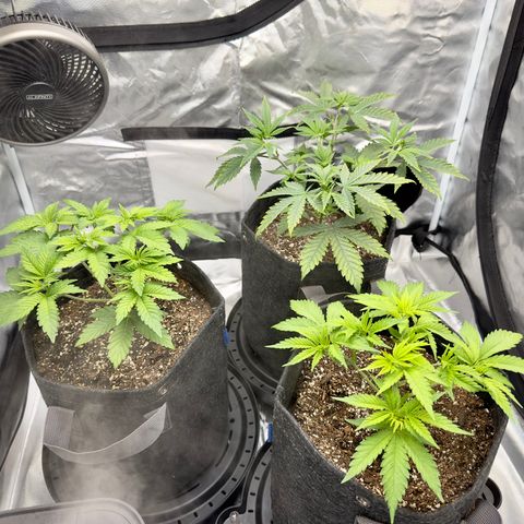 California Orange Bud growlog timeline photo