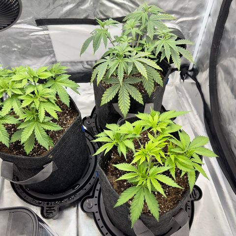 California Orange Bud growlog timeline photo