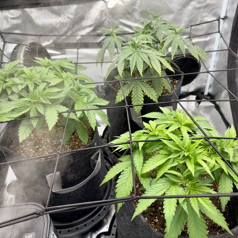 California Orange Bud growlog timeline photo