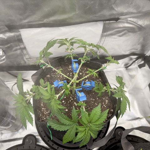 California Orange Bud growlog timeline photo