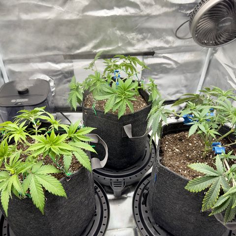 California Orange Bud growlog timeline photo