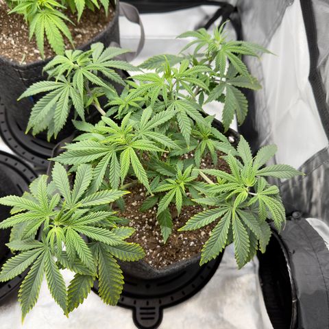 California Orange Bud growlog timeline photo