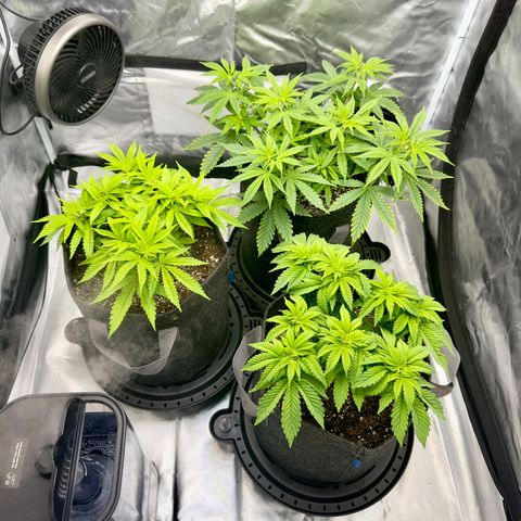 California Orange Bud growlog timeline photo