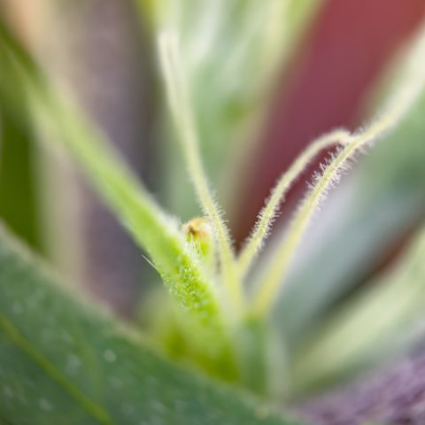 California Orange Bud growlog photo: All 3 plants from fem seeds showing female pre flowers 