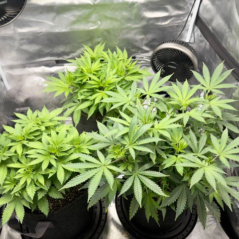 California Orange Bud growlog timeline photo