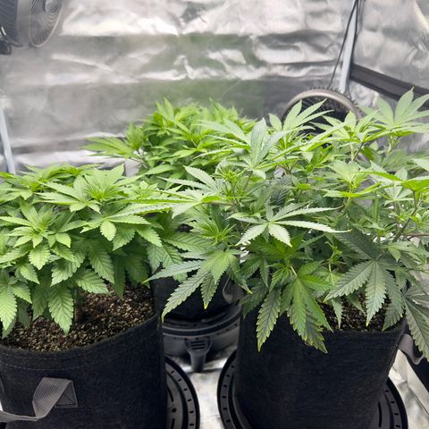 California Orange Bud growlog timeline photo