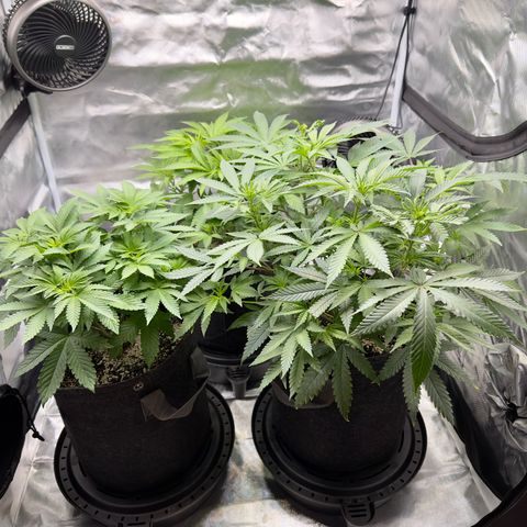 California Orange Bud growlog timeline photo
