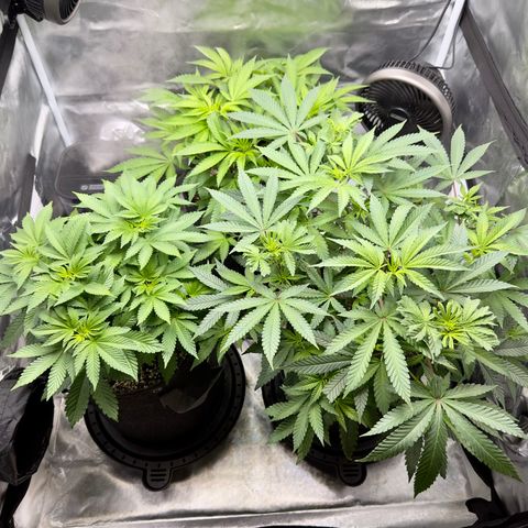 California Orange Bud growlog timeline photo