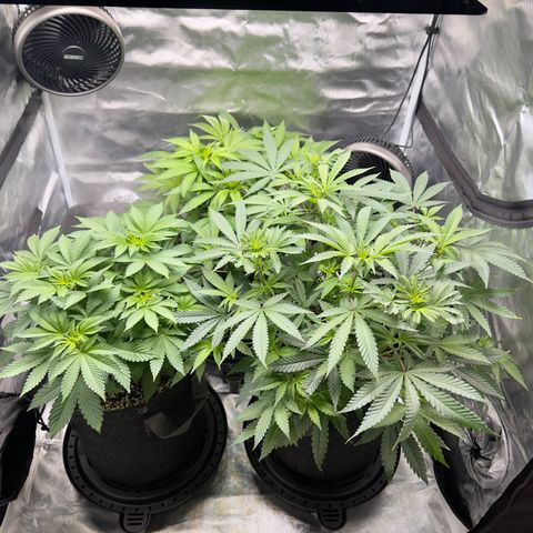 California Orange Bud growlog timeline photo