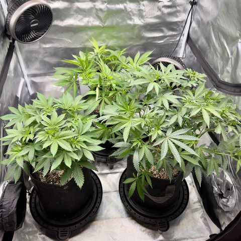 California Orange Bud growlog timeline photo