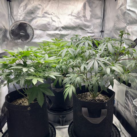 California Orange Bud growlog photo: Starting to show the start of buds forming 