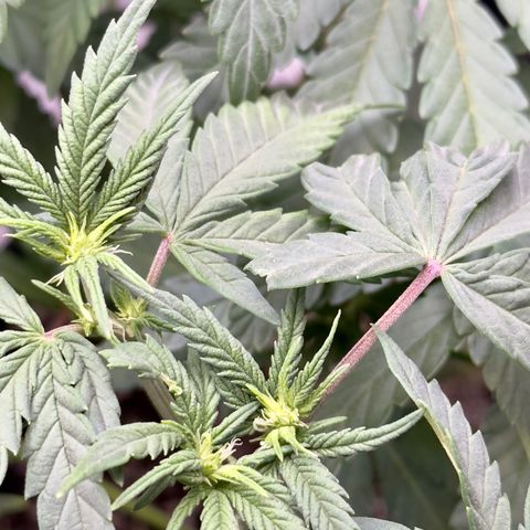 California Orange Bud growlog photo: Starting to show the start of buds forming 
