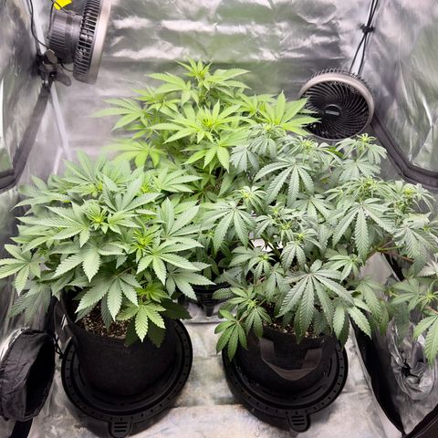 California Orange Bud growlog photo: Starting to show the start of buds forming 
