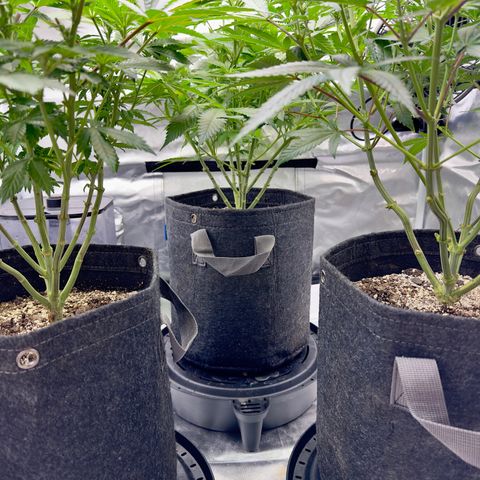California Orange Bud growlog timeline photo