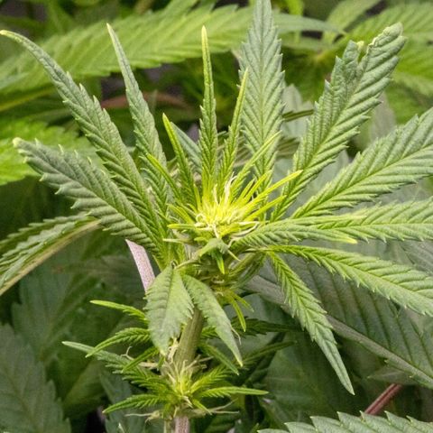 California Orange Bud growlog timeline photo