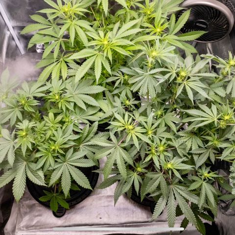 California Orange Bud growlog timeline photo