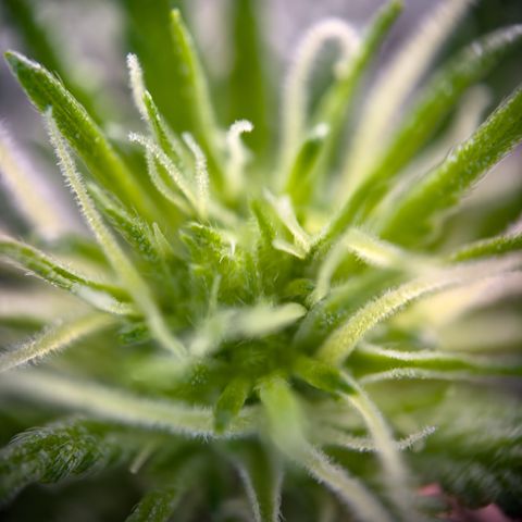 California Orange Bud growlog timeline photo