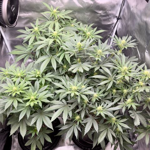 California Orange Bud growlog timeline photo