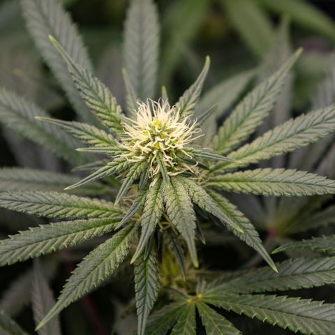California Orange Bud growlog timeline photo