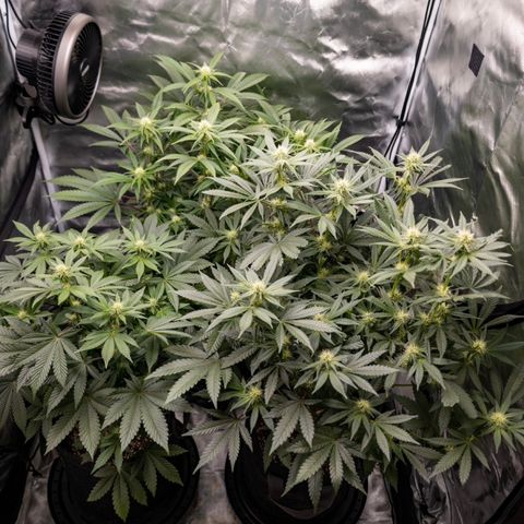 California Orange Bud growlog timeline photo