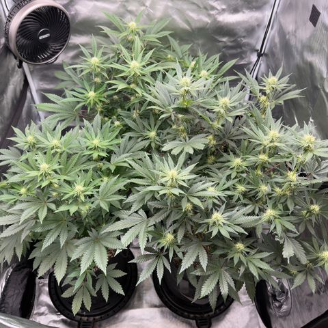 California Orange Bud growlog timeline photo