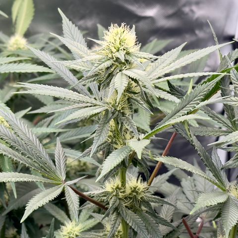 California Orange Bud growlog timeline photo